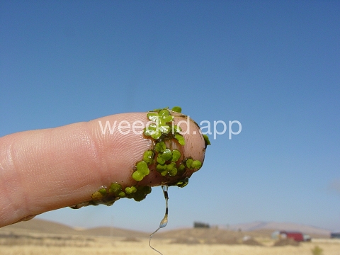 duckweed, common